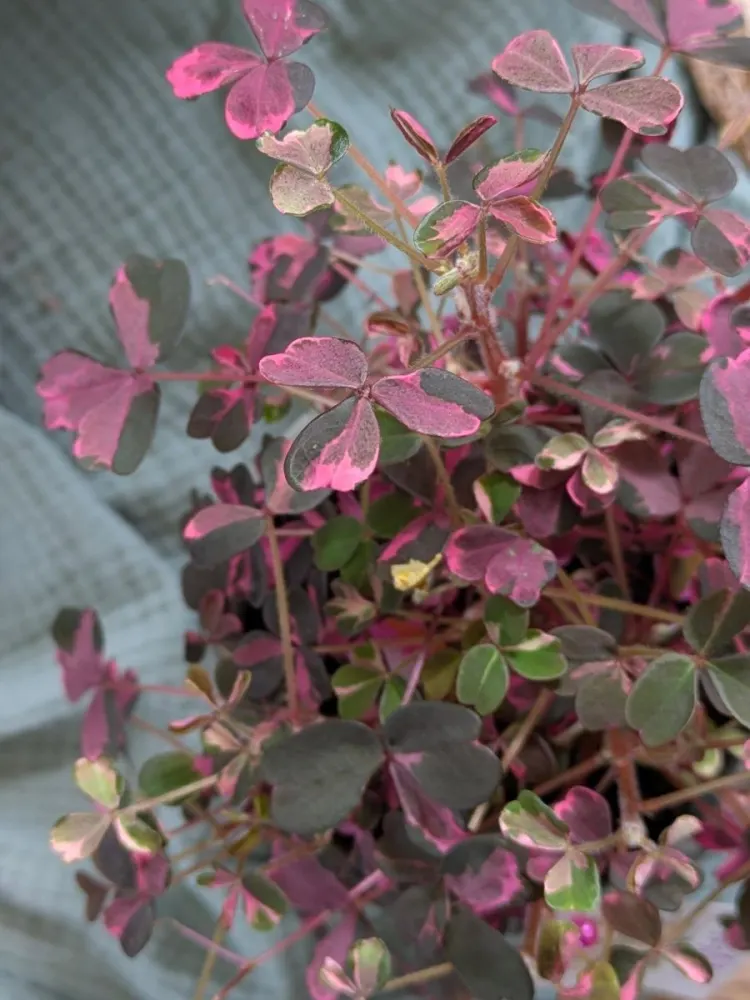 Oxalis panaché