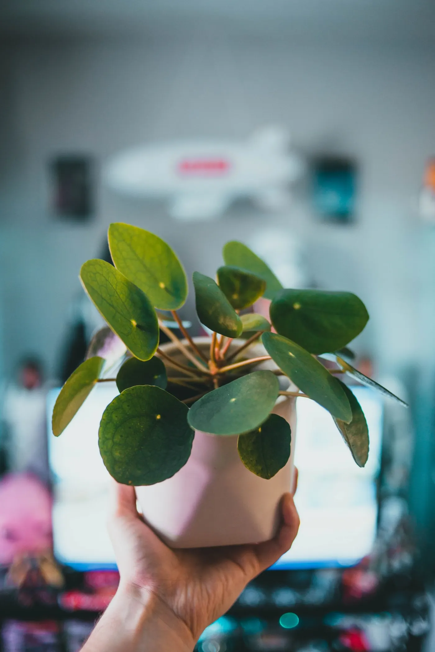 Pilea, plante à monnaie
