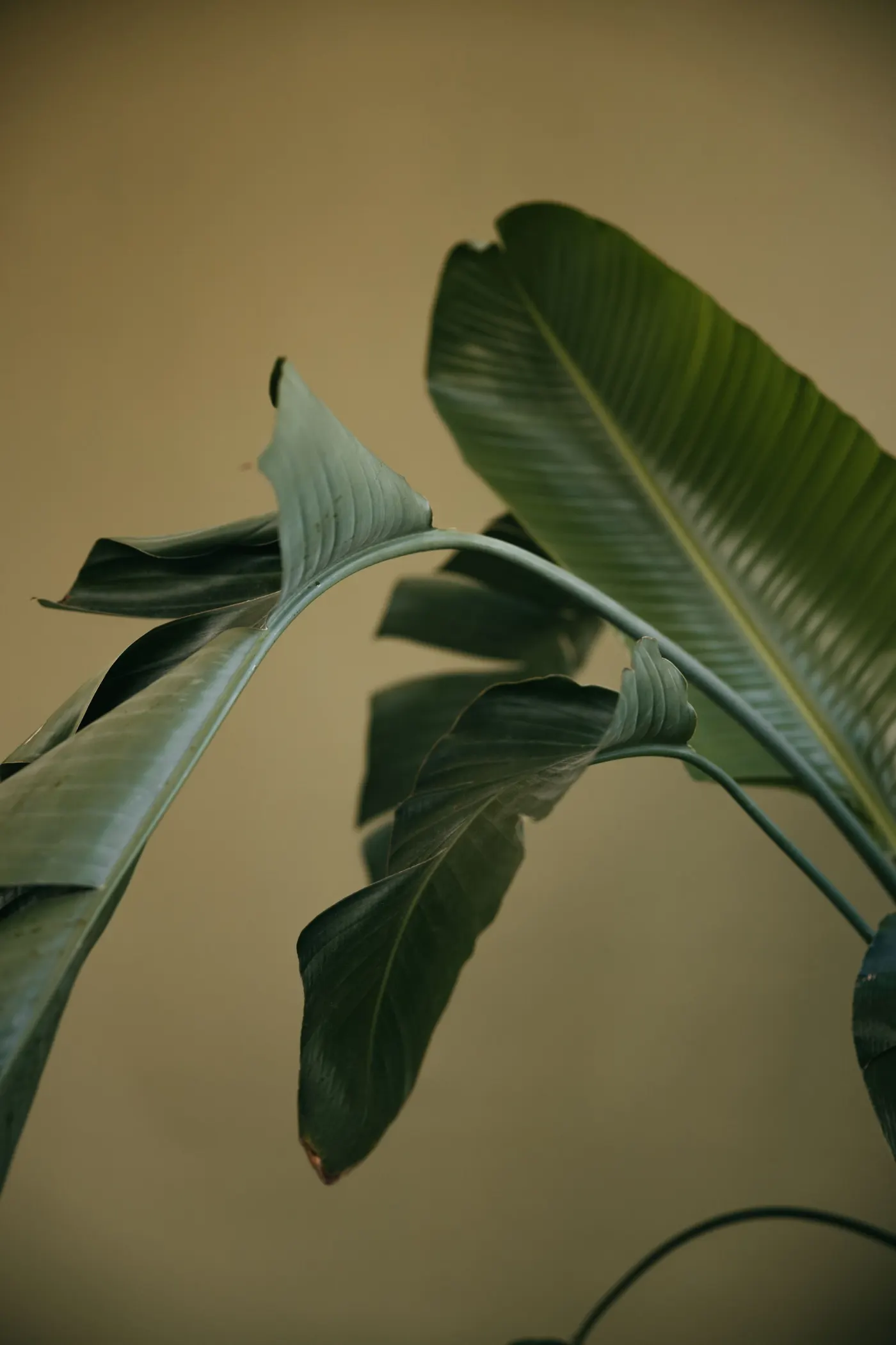 Oiseau de paradis