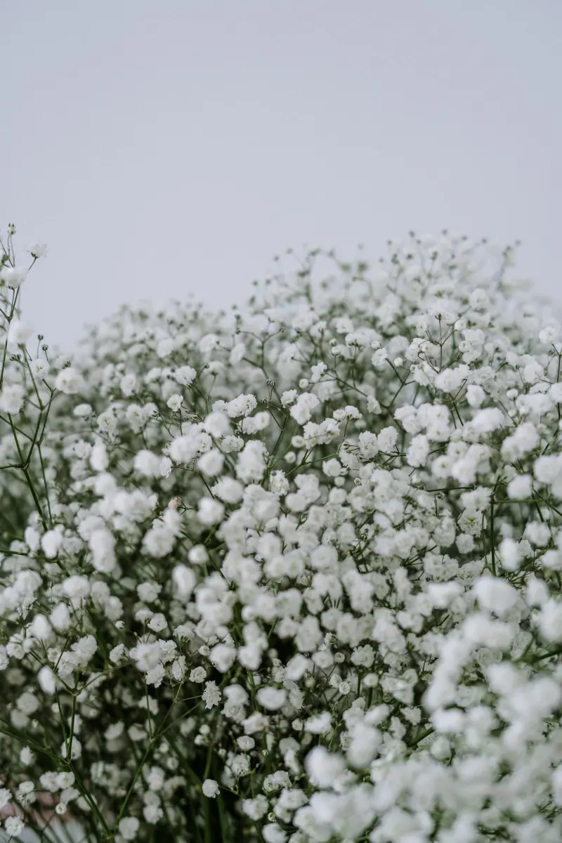 Gypsophile en nuage