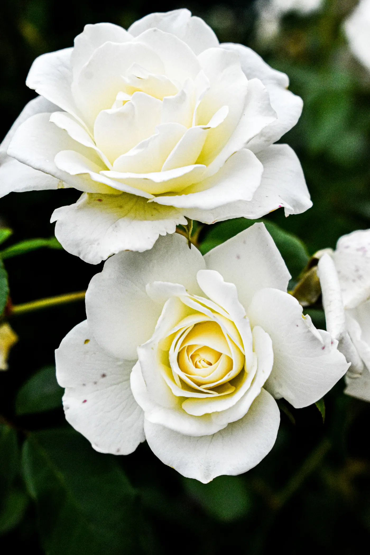 Coussin de roses blanches
