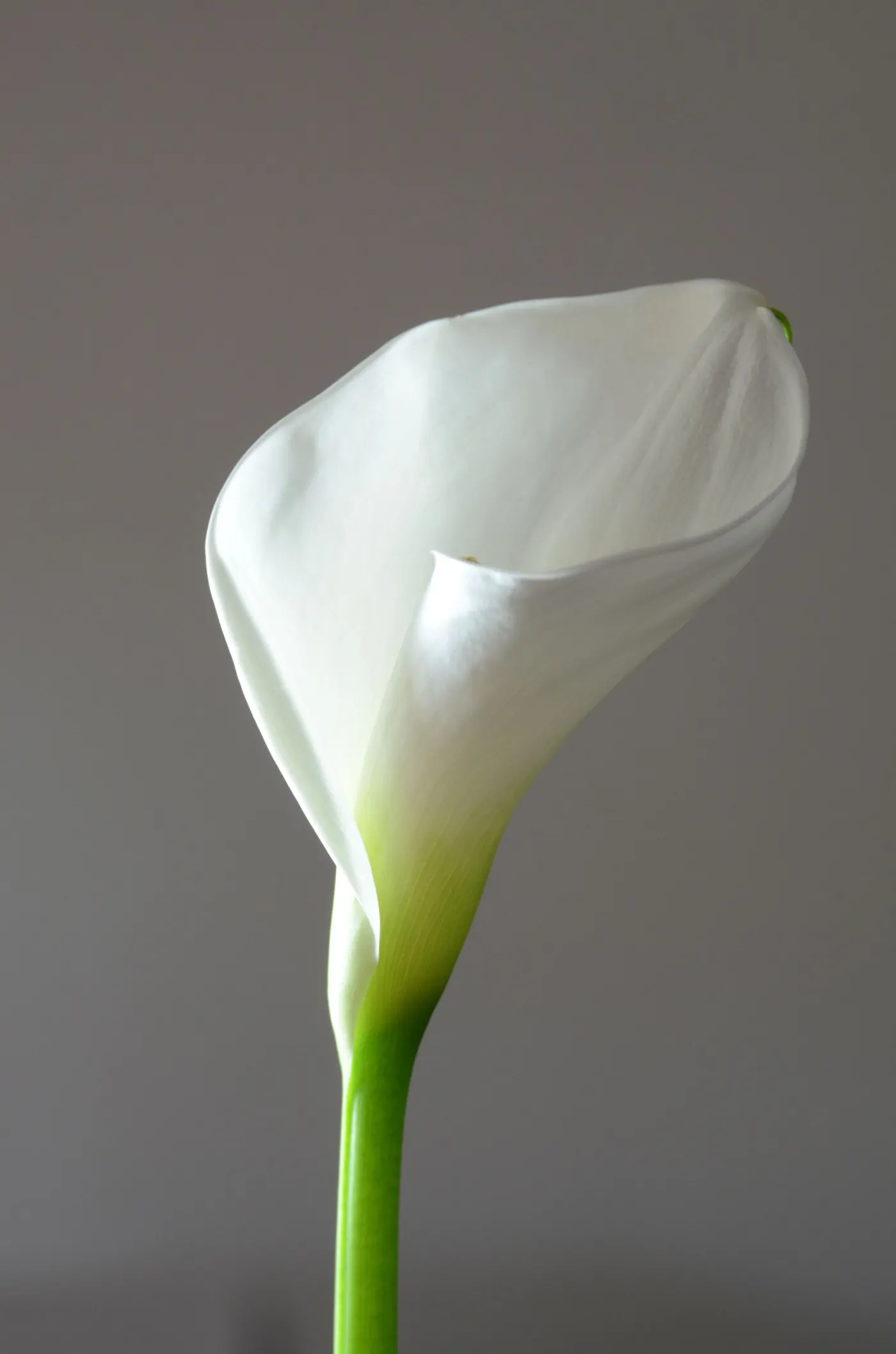 Hommage calla